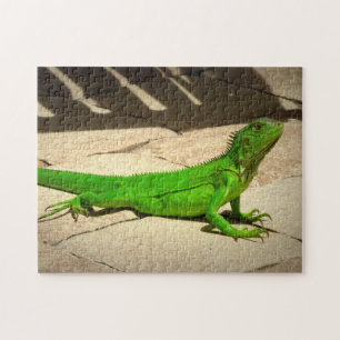 Young Green Iguana on Rock Path Jigsaw Puzzle