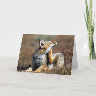 Young Grey Fox at Torres Del Paine National Park Card