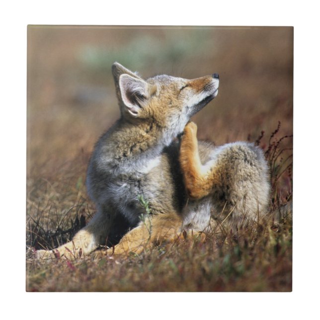 Young Grey Fox at Torres Del Paine National Park Ceramic Tile (Front)