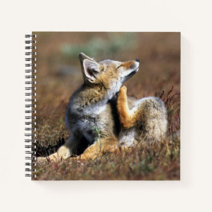 Young Grey Fox at Torres Del Paine National Park Notebook
