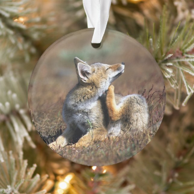 Young Grey Fox at Torres Del Paine National Park Ornament (Tree)