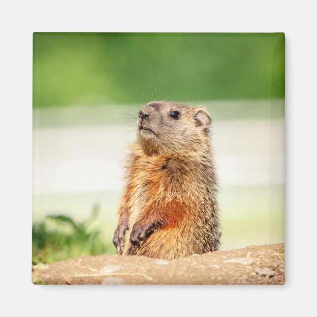 Young Groundhog Magnet (Front)