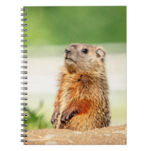 Young Groundhog Notebook