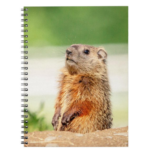 Young Groundhog Notebook (Front)