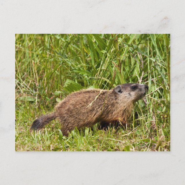 Young Groundhog Postcard (Front)