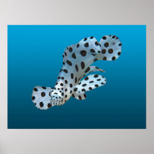 Young Grouper - Gradient blue background    Poster