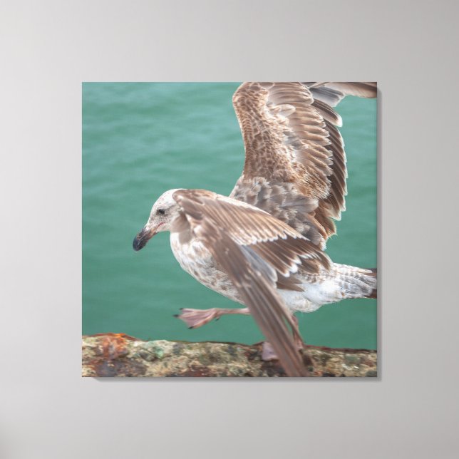Young Gull Canvas Print (Front)