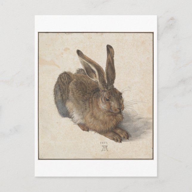 Young Hare by Albrecht Durer Postcard (Front)