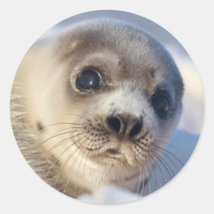 Young Harp Seal