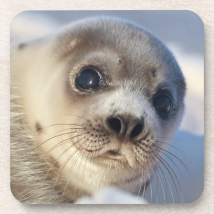 Young Harp Seal Coaster