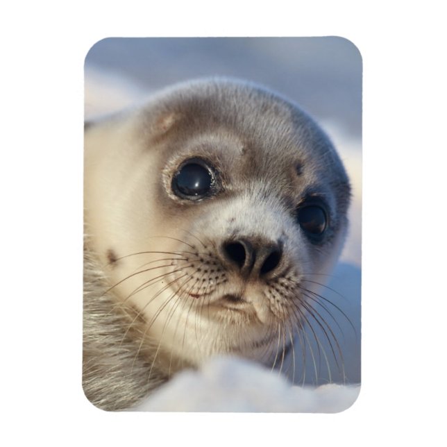 Young Harp Seal Magnet (Vertical)