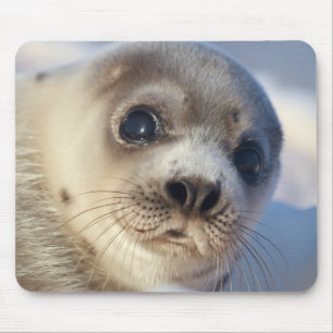 Young Harp Seal Mouse Pad