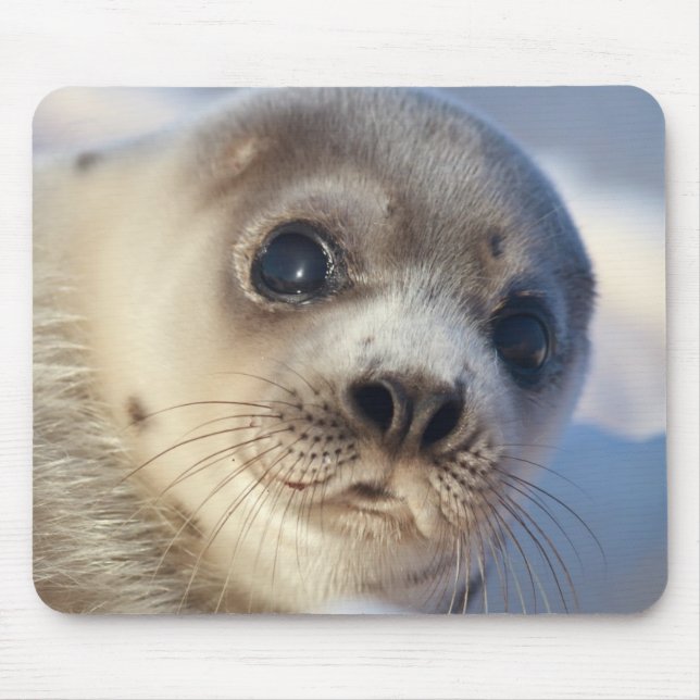 Young Harp Seal Mouse Pad (Front)