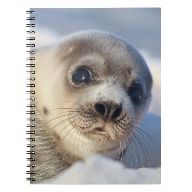 Young Harp Seal Notebook (Front)