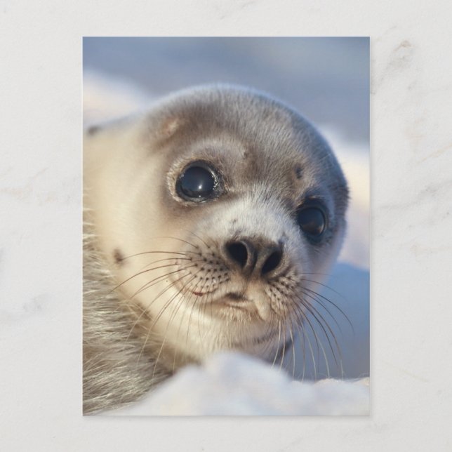 Young Harp Seal Postcard (Front)