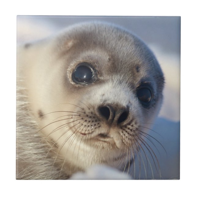 Young Harp Seal Tile (Front)