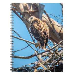 Young Hawk in Silent Watch Wildlife Bird Photo Art Notebook