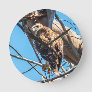 Young Hawk in Silent Watch Wildlife Bird Photo Art Round Clock