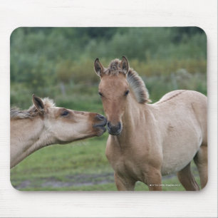 Young Henson horses encountering each other Mouse Pad