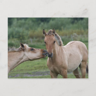 Young Henson horses encountering each other Postcard