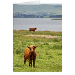Young Highland Cow by Scottish Loch