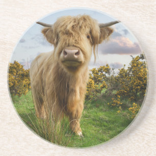Young Highland Cow Coaster