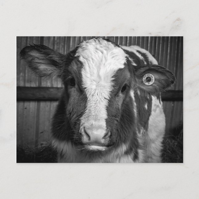 Young Holstein Dairy Bull Calf in Black and White Postcard (Front)