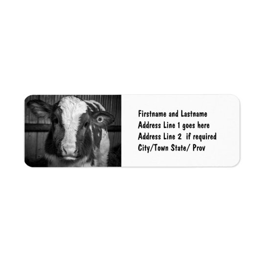Young Holstein Dairy Bull Calf in Black and White Return Address Label