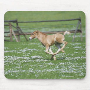 Young Horse Running Mouse Pad