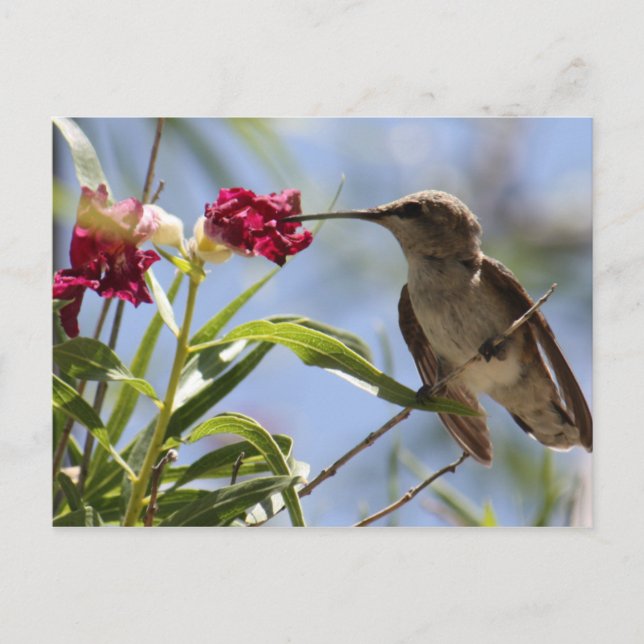 Young Hummer Postcard (Front)
