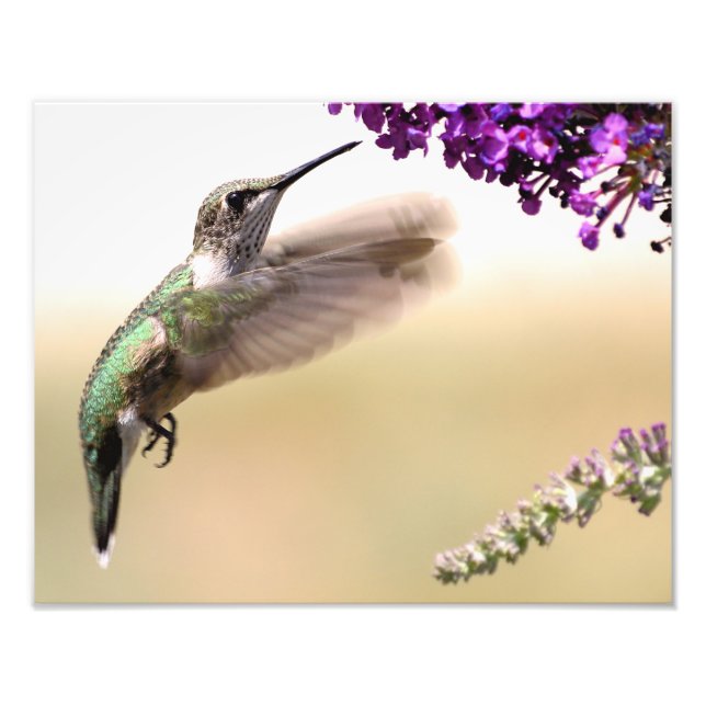 Young hummingbird feeding in our yard photo print (Front)