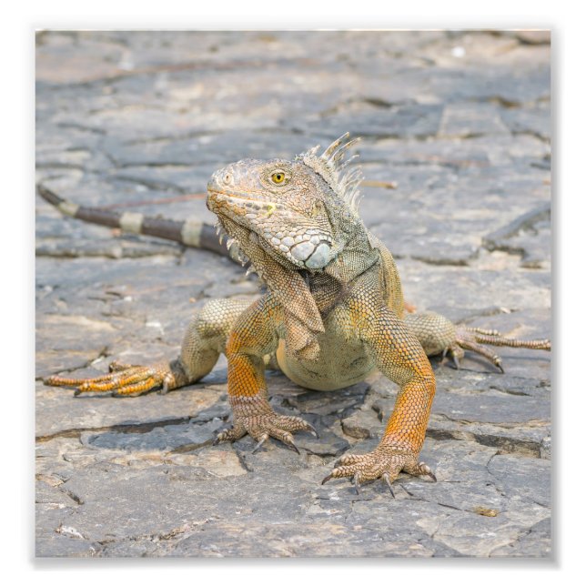 Young Iguana Photo Print (Front)
