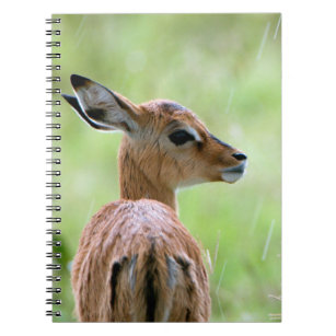 Young Impala (Aepyceros Melampus) Foal Portrait Notebook