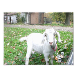 Young Kid Photo Print