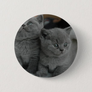 young kitten pet purr meow kitty cute cat 6 cm round badge