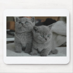 young kitten pet purr meow kitty cute cat mouse pad