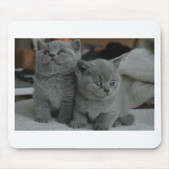 young kitten pet purr meow kitty cute cat mouse pad (Front)