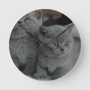young kitten pet purr meow kitty cute cat round clock
