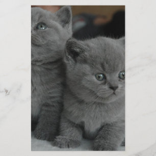 young kitten pet purr meow kitty cute cat stationery