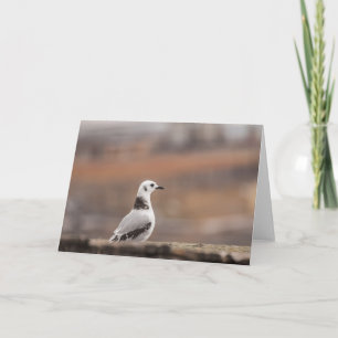Young Kittiwake Nature Card