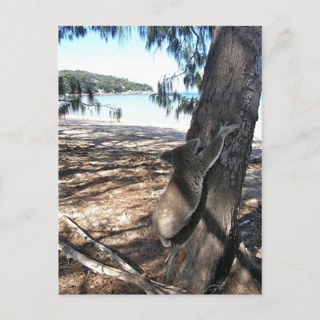 Young Koala, Geoffrey Bay, Magnetic Island Postcard (Front)