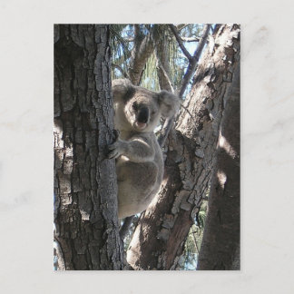 Young Koala, Geoffrey Bay, Magnetic Island Postcard