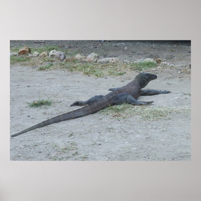 Young Komodo Dragon Poster (Front)