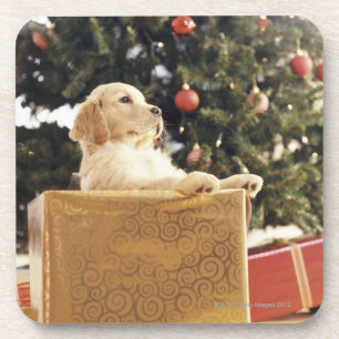 Young Labrador Leaning on a Christmas Present Coaster