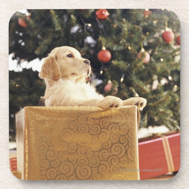 Young Labrador Leaning on a Christmas Present Coaster (Front)