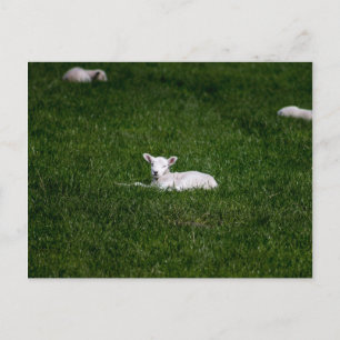 Young Lamb Postcard