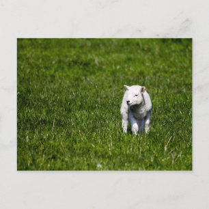 Young Lamb Postcard