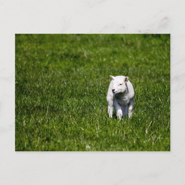 Young Lamb Postcard (Front)