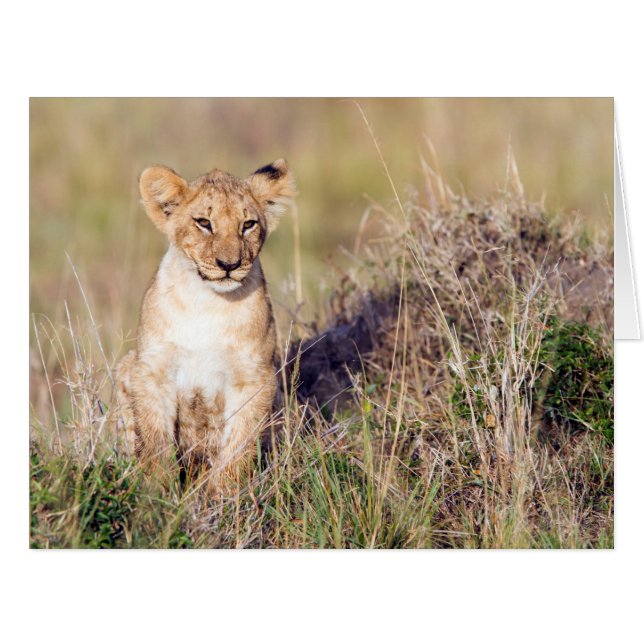 Young lion (Front Horizontal)