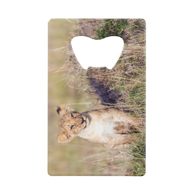 Young lion (Front)